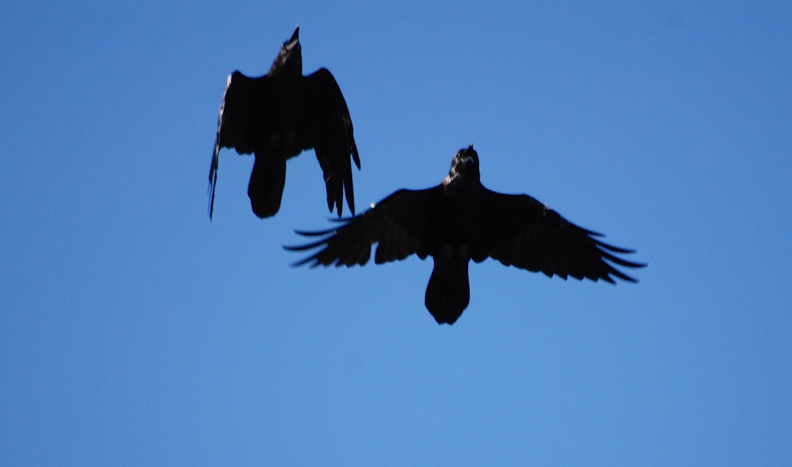 Corvus corax [gara di acrobazia (amorosa?)]